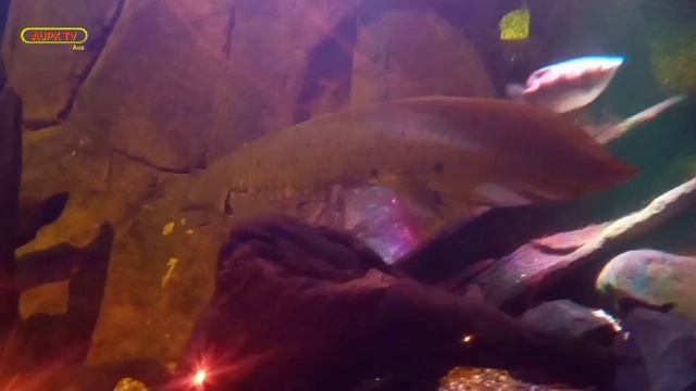 Sydney Sea life Aquarium 2021 | Sydney Aquarium Australia | Walking around Sydney Aquarium |Part 1 смотреть онлайн