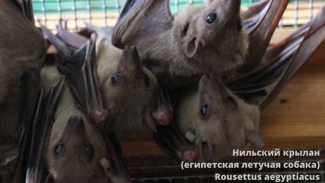 Главные тайны летучих мышей смотреть онлайн