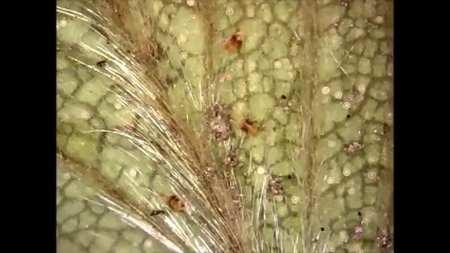 Tetranychus urticae - Обыкновенный паутинный клещ смотреть онлайн