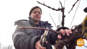 Винограду нужна забота! Доброе утро. Суббота. Фрагмент выпуска от 23.03.2024