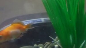 Маленькие золотые рыбки в круглом аквариуме