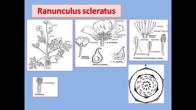 Family Ranunculaceae смотреть онлайн