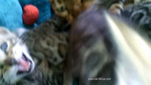 Бенгальские котята и мамочка