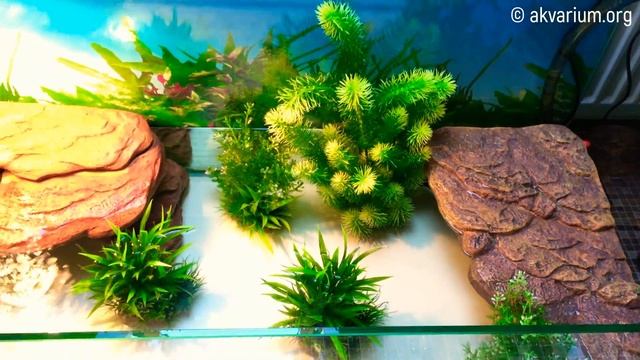 Террариум для черепах смотреть онлайн