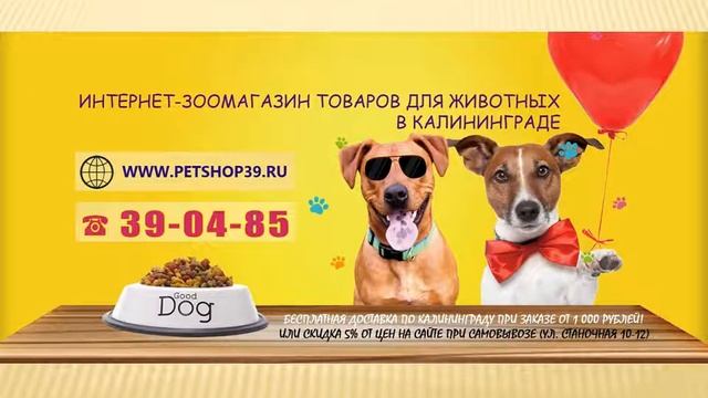 PetShop39.RU Интернет-зоомагазин в Калининграде