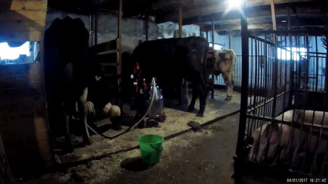 БЫК или КОРОВА??Кого выгодно держать//Зачем нам бык?