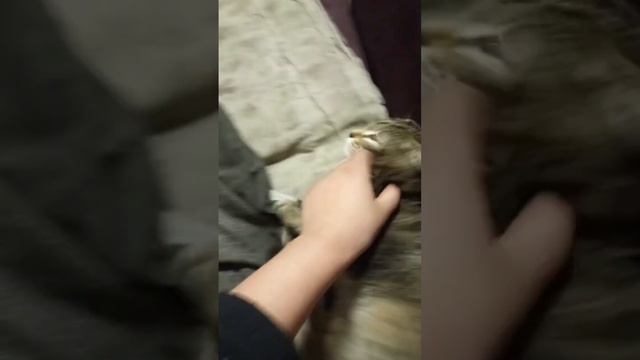 о боже каоалвпьлывовп ой она просто милая смотреть онлайн