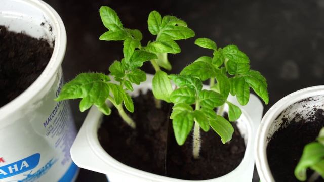 ТОМАТНЫЕ ГНОМЫ. КОГДА САЖАТЬ НА РАССАДУ! смотреть онлайн