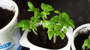 ТОМАТНЫЕ ГНОМЫ. КОГДА САЖАТЬ НА РАССАДУ!