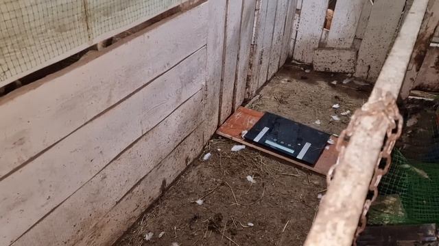 вес ?индюка? в 5 месяцев меня шокировал?!! ? идём на рекорд смотреть онлайн