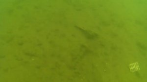 Подводный поиск с металлоискателем  Находки под водой