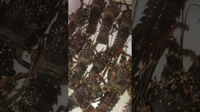 Крабы и лобстеры смотреть онлайн