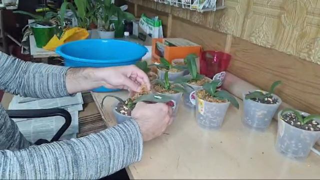 Пересадка Кучи Фаленопсисов В Размере 1.7 В Грунт Орхорай смотреть онлайн