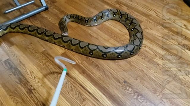 Aggressive reticulated python смотреть онлайн