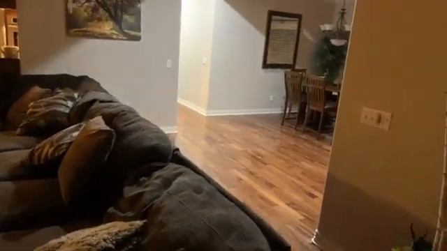 DizzyKitten - Dizzy's IRL House Tour! (Twitch Live Stream Clip)