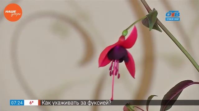 Садовые истории — разведение фуксий смотреть онлайн