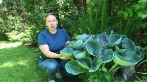 Хоста Abiqua Drinking Gurd