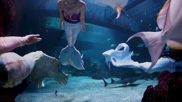🧜♀️🧜♀️🧜♀️ Mermaids at Jakarta Aquarium & Safari 🧜♀️🧜♀️🧜♀️ смотреть онлайн