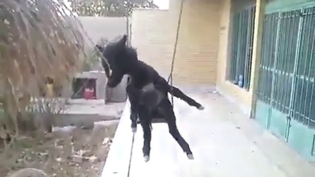 Осёл на качелях. смотреть онлайн