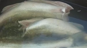 Рыбалка в Астрахани. Река Бузан. Август-Сентябрь 2023.