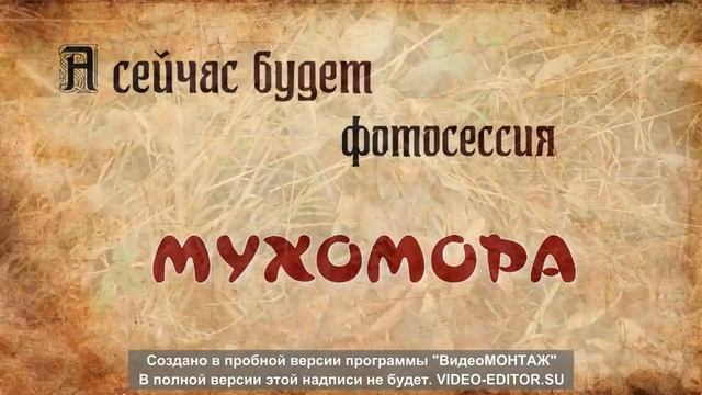 ДАЧА: Грибы под травой смотреть онлайн