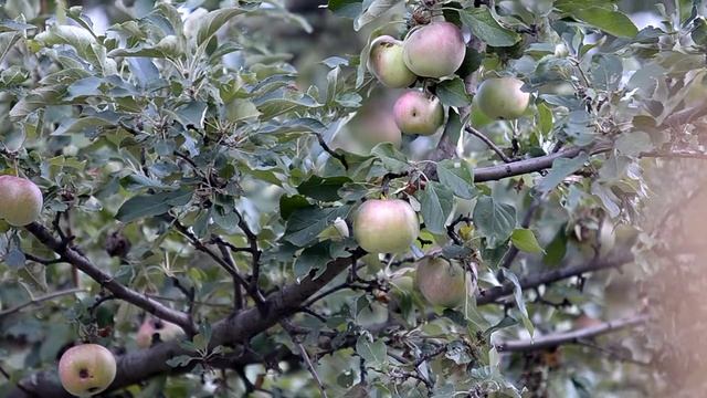 Music of orchard - Музыка фруктового сада смотреть онлайн