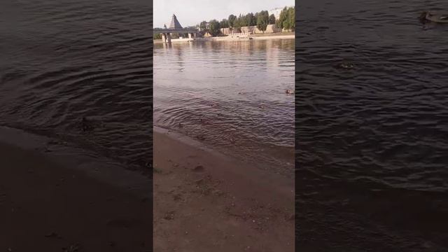 Большой Крохаль появился на реке Великая смотреть онлайн