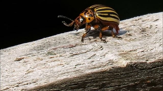 Coloradokever – Leptinotarsa decemlineata - Annelies van Klinken смотреть онлайн