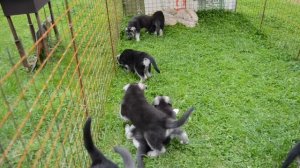 Щенки восточно-европейской овчарки от Лучших производительниц питомника Веолар!