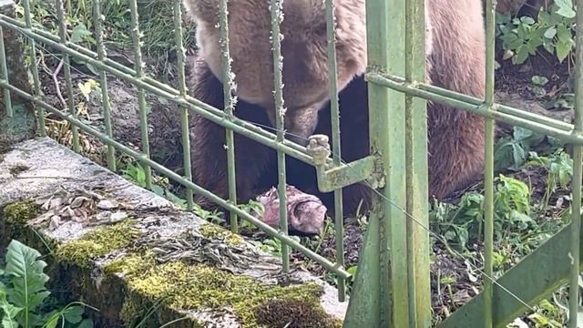 Самое интересное из зоопарка в Эстонии.