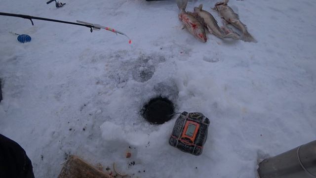 Рыбалка на СУДАКА мини Отчет - ДНЕВНИК БЛОГЕРА смотреть онлайн