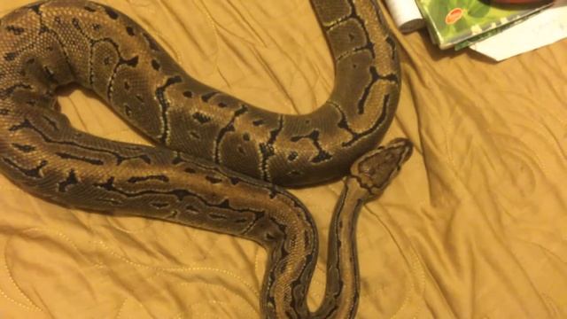 Чутка шаровидных питонов. смотреть онлайн