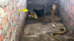 Когда Королевская Кобра Напала Не На Того Противника