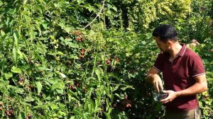 Приготовление традиционного азербайджанского абрикосового джема Азербайджанская Кухня