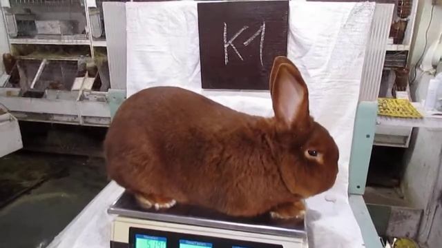 Кролики НЗК. Самец красавец 1,5 года (пополнение), назвал "К1" смотреть онлайн