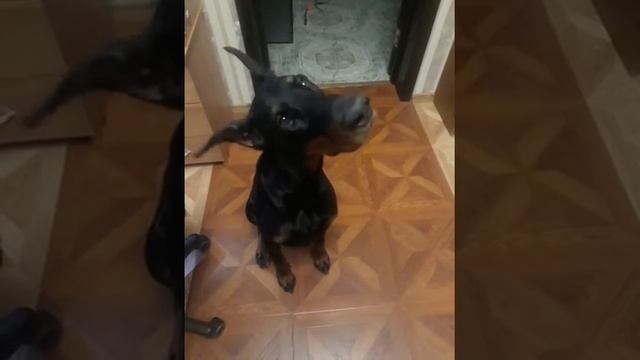 Упражнения для постановки ушей доберману смотреть онлайн