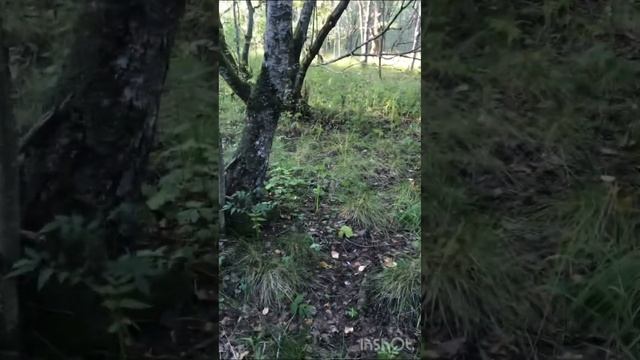 Поход в лес. Собираем грибы. смотреть онлайн