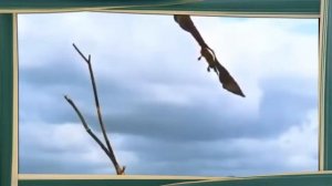 Ястреб на Охоте  Ястреб Хищная Птица