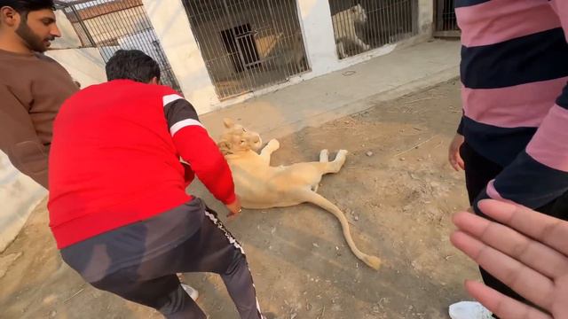 In Me Sy Kon Sa Lion Lena Cahia 🤔? смотреть онлайн