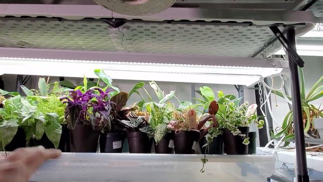 Working On My Plant Shelves & Grow Light Talk смотреть онлайн