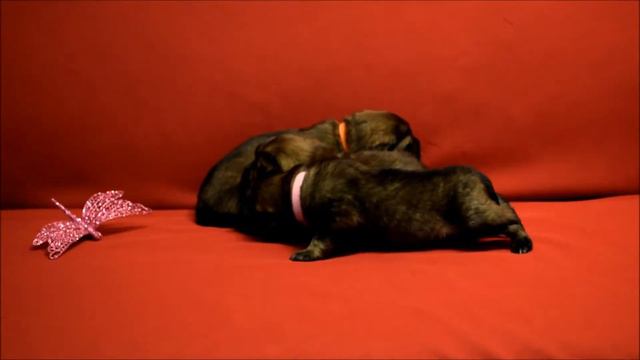 Питомник тибетских мастифов Greenshik смотреть онлайн