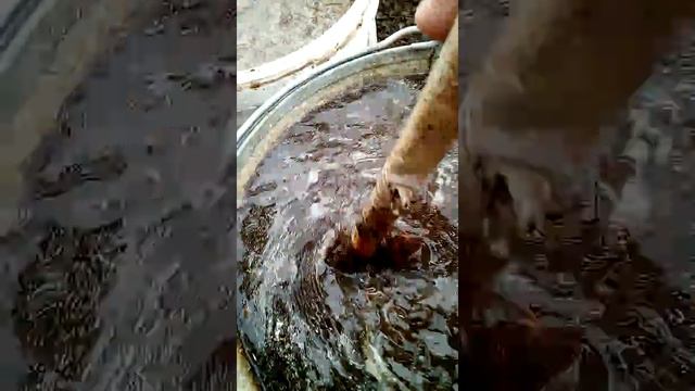 Подкормка огурцов коровяком ( практика). смотреть онлайн