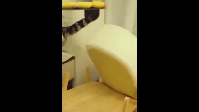 Смешная подборка про животных. Вторая часть. смотреть онлайн