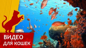 Видео для Кошек - Тропический Риф (Развлеки своего кота)