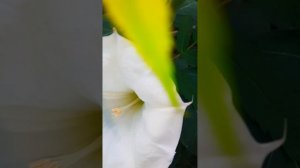 Не смотря ни на что, я себя ощущаю счастливой…