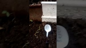 жимолость семенами просто и быстро