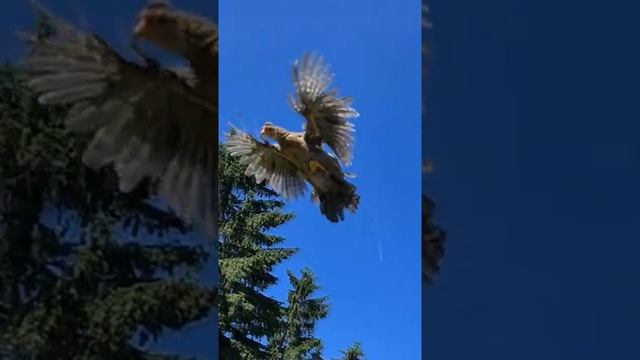 Умеет ли курица летать? смотреть онлайн