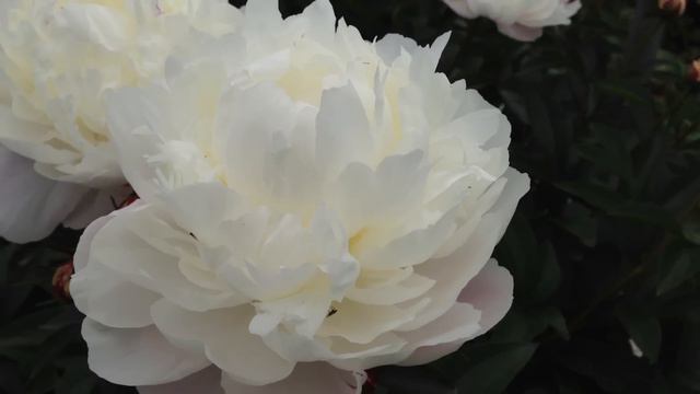 Peony White Frost - Www.peonyshop.com