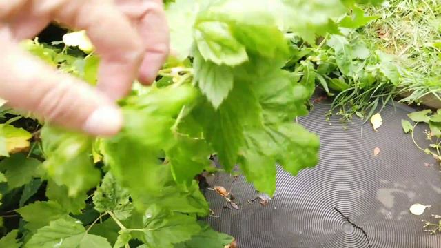 СЕЗОН ЗАГОТОВОК ОГУРЦОВ НА ЗИМУ НАЧАЛСЯ. смотреть онлайн