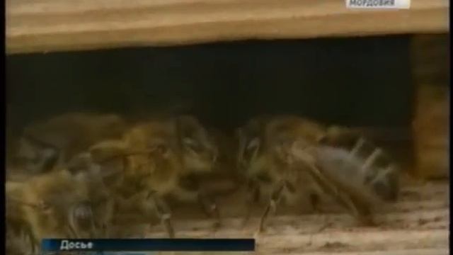 Кошек, собак, пчёл и даже рыб обяжут получить паспорта смотреть онлайн